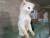 동물자유연대가 13일 천안시의 한 펫숍 2층에서 발견한 개들의 모습. [사진 동물자유연대]