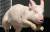 미일 공동 연구진은 인간 장기를 생성시킬 동물로 &#39;돼지&#39;를 꼽았다. [중앙포토]