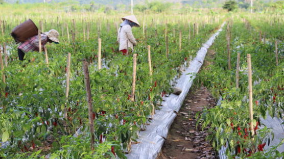 [비즈 프리즘] CJ가 베트남서 고추 농사 짓는 까닭은