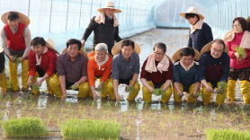 [굿모닝 내셔널] 첫 모내기는 이천, 첫 벼베기는 여주 … 선의의 쌀 라이벌전