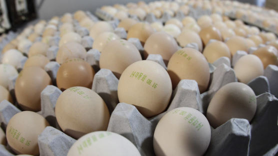 달걀 껍데기에 생산 환경ㆍ신선도 표시 의무화된다