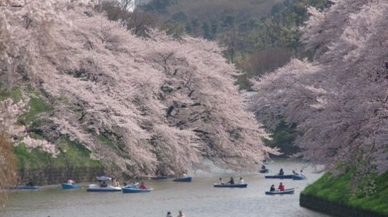 [돈 아끼는 여행 꿀팁] 일본 벚꽃놀이 지금이 기회 … 왕복 항공권 최저 16만원