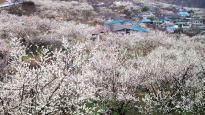 매화, 산수유… 꽃 잔치 열리는 섬진강 변 19번 국도