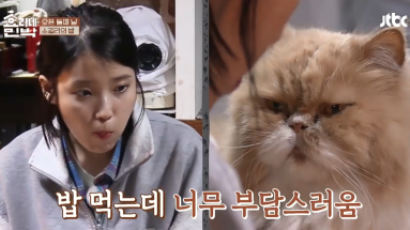 How This Cat (Who Hates IU) Fell in Love with PARK BO-GUM
