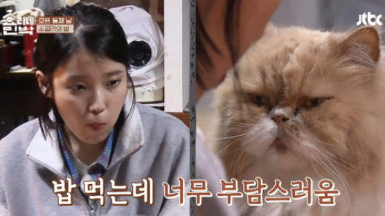 How This Cat (Who Hates IU) Fell in Love with PARK BO-GUM