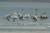 경기도 양평군 두물머리 세미원이 1주일 전부터 ‘백조의 호수’로 변했다. 사상 최초로 200여 마리의 백조가 날아와 집단으로 머물며 진귀한 장관을 연출하고 있다. [사진 윤무부 교수] 