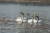 경기도 양평군 두물머리 세미원이 1주일 전부터 ‘백조의 호수’로 변했다. 사상 최초로 200여 마리의 백조가 날아와 집단으로 머물며 진귀한 장관을 연출하고 있다. [사진 윤무부 교수] 