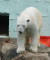국내에 마지막 남은 북극곰 통키가 지난 달 에버랜드 사육장 바위 위에 우두커니 서 있다.한때 전국 동물원에 17마리 가량 있던 북극곰은 이제는 통키 단 한마리만 남았다. 최승식 기자