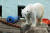북극곰 통키의 고향은 경상도 마산이다. 1995년 마산의 한 동물원에서 태어난 통키는 1997년 에버랜드로 이사와 20년 넘게 같은 장소에서 살고 있다. 뒤로 보이는 나무와 플라스틱은 통키를 위한 놀이기구다.최승식 기자