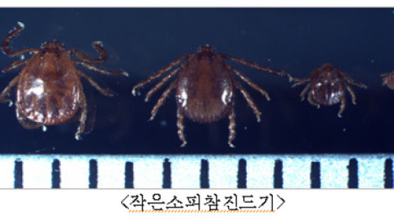 [단독] 진드기가 옮기는 SFTS, 병원서 사람 간 감염도 11명