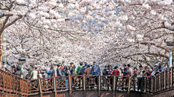 바야흐로 봄…꽃길 걷고 맛여행 즐길 곳은 어디?