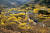 산수유 꽃이 만개한 전남 구례군 산동면 일대의 전경. [사진 구례군]