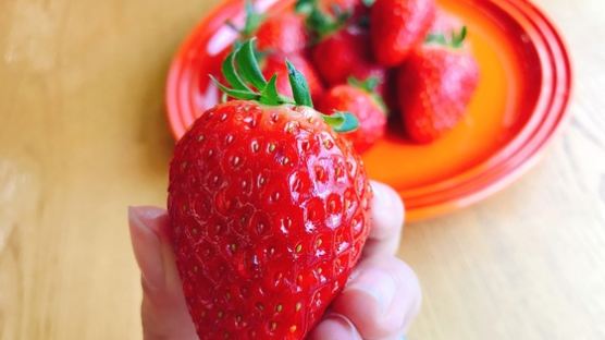 [윤경희의 한 끗 리빙] 맛있는 딸기, 이렇게 골라요