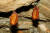 환경부가 멸종위기종 1급으로 지정한 붉은박쥐(오렌지윗수염박쥐) [중앙포토]