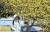 하루종일 강한 바람과 함께 쌀쌀한 기온을 보인 20일 오후 산수유가 만개한 대전 구성동 카이스트 교정에서 두터운 옷차림을 한 학생이 캠퍼스를 걸어가고 있다. [프리랜서 김성태]