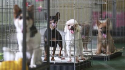 “동물학대시 최대 2년 징역‧2000만원 벌금”…22일부터 처벌강화