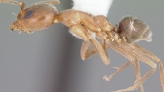 토종개미 말살시키는 개미 정체는?…위해곤충 100종 공개