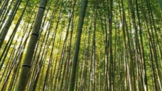 한양대 대나무숲 “익명의 ‘미투’ 제보 필터링 할 것”