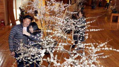 [굿모닝 내셔널]봄 맞은 미선나무 활짝…문화 산림욕장 된 미동산수목원