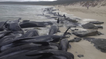 [서소문사진관]고래 150마리 호주 해안에서 집단 폐사?