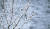 8일 경남 함양군 상림공원에서 직박구리 한 마리가 눈이 쌓인 산수유 나뭇가지에 앉아 휴식을 취하고 있다. [경남 함양군=연합뉴스]
