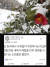 지난 21일 부산 남구 황련산 등산로 변에 핀 동백꽃에 눈이 쌓여 있다. 아래 사진은 지난 23일 SNS에 올려진 한 네티즌의 오락가락 3월 날씨에 대한 글. 송봉근 기자