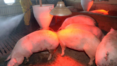 전 세계서 드문 구제역 바이러스... 김포 돼지 농가서 발생