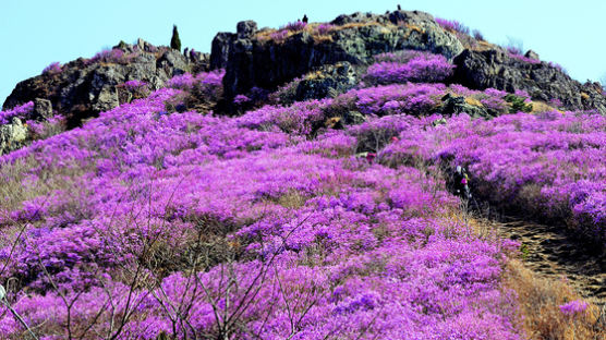 [굿모닝 내셔널]한국을 대표하는 봄꽃은?...오는 5월 가장 큰 진달래 나무 공개