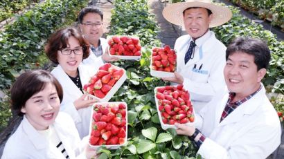 컬링 일본 대표 선수가 반한 국산 딸기 어떻게 탄생했나? 