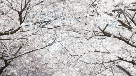 [사진] 부산 벚꽃터널