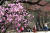 한낮의 기온이 20도를 넘은 29일 오후 서울 종로구 창덕궁에 진달래꽃이 피어 관람객들의 시선을 끌고 있다. [연합뉴스]