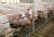 2일 중국이 미국산 냉동 돼지고기에 25% 관세를 부과하기로 결정했다. 사진은 지난달 26일 미국 아이오와주 하워든의 돼지 농장. [AP=연합뉴스]