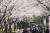 2일 오후 서울 송파구 석촌호수에서 옷차림이 가벼워진 시민들이 벚꽃을 바라보며 산책을 즐기고 있다. [뉴스1]