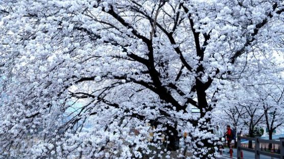 [서소문사진관]마치 구름이 드리운 듯, 쌍계사 십리 벚꽃길을 걷다