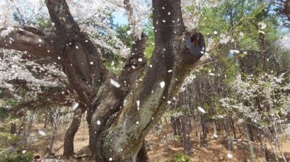 [굿모닝 내셔널] 80년 된 벚나무에서 흩날리는 벚꽃 눈