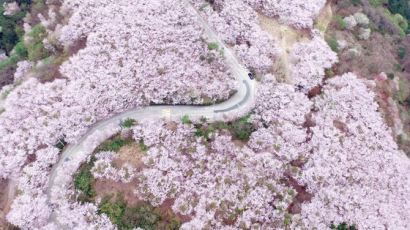 [사진] 벚꽃 물든 부산 황령산