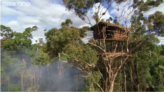 BBC 다큐 조작 인정…“나무 위에 사는 부족, 연출된 장면”