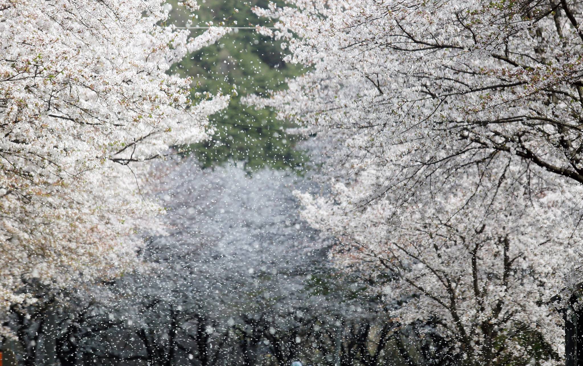 [서소문사진관]미국도 벚꽃축제... 벚나무 원조는?