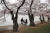 워싱턴DC의 벚꽃축제는 1912년 일본이 3000여그루의 벚나무를 기증한데서 유래했다. 당시 기증한 나무들은 일본산이 아닌 한국산으로 밝혀졌다.[AP=연합뉴스]