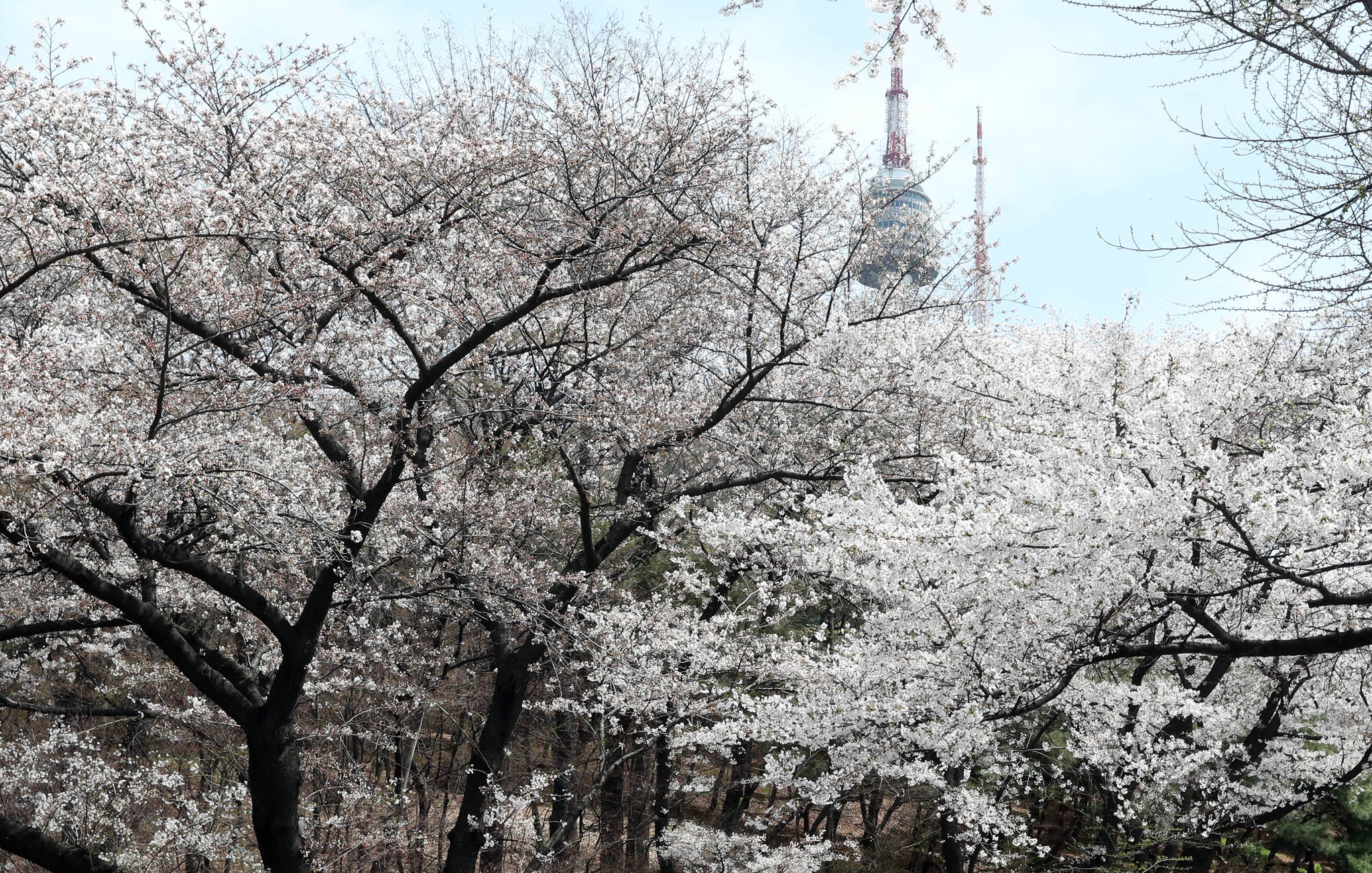 서울 남산 도서관에서 타워로 오르는 벚꽃길의 벚꽃은 지대가 높아서 인지 7일 현재 가장 싱싱하다. 강정현 기자
