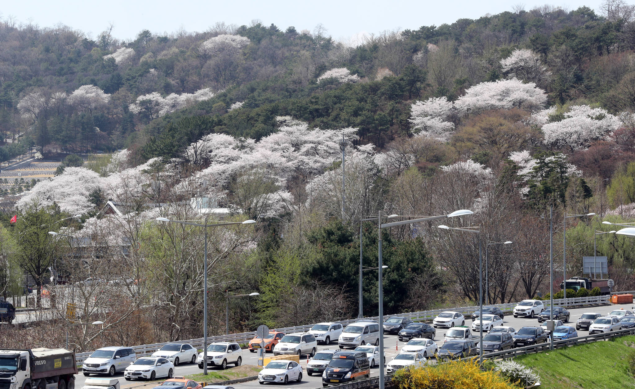 동작동 국림서울현충원에는 곳곳에 벚나무들이 산재해 있다. 강정현 기자
