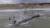 구조대원들이 지난 2016년 7월 아르헨티나 부에노스아이레스 마르 델 뚜주 해변에 올라온 혹등고래를 바다로 돌려보내고 있다.[사진 아르헨티나 해양박물관]