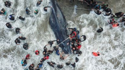 [서소문사진관]해변 밀려온 혹등고래, 20시간 구조 노력에도 숨져