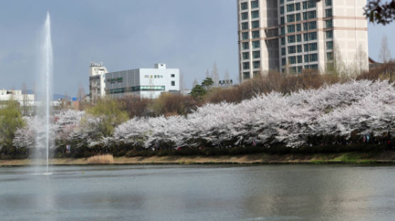 [서소문사진관]서울 벚꽃 명소 10선... 오늘 꼭 즐기자