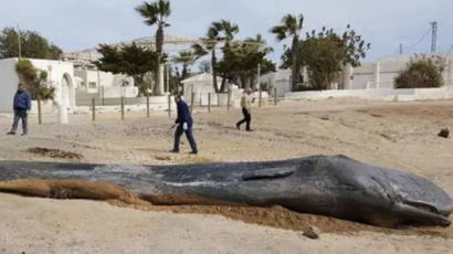 해변 고래 사체 뱃속에서 '29kg' 플라스틱 쓰레기 발견돼