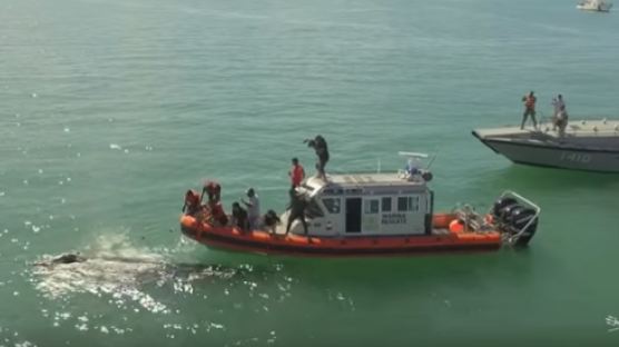 2000만원 '생선 부레' 잡아라…총격 난무하는 공포의 바다