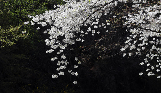 12일 오후 남산 벚꽃.