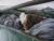 네이처 부문 1위 수상작인 &#39;쓰레기 더미 속의 흰머리독수리&#39;. 미국 알라스카의 한 항구 쓰레기통에서 흰머리독수리가 고기덩어리를 먹고 있다. 흰머리독수리(혹은 대머리독수리)는 미국의 국조로 각 공공기관의 상징물로 사용되고 있다.[EPA=연합뉴스]