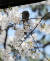 12일 남산에서 직박구리가 벚꽃 속 꿀을 찾고 있다.