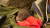 지리산 반달가슴곰 RF-23이 지난 겨울 출산한 새끼 곰 [사진 국립공원관리공단]
